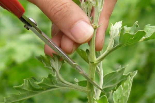 怎么养殖菊花，春秋季节每隔3天浇一次水