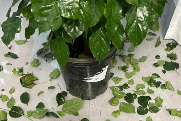 幸福树掉叶子怎么办，需控制温度并换土栽培