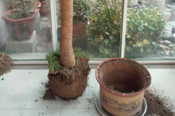 幸福树掉叶子怎么办，需控制温度并换土栽培