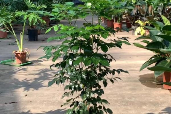 幸福树掉叶子怎么办，需控制温度并换土栽培