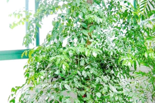 幸福树掉叶子怎么办，需控制温度并换土栽培