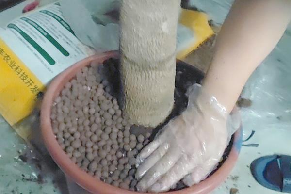 幸福树掉叶子怎么办，需控制温度并换土栽培