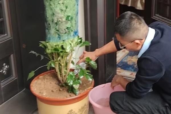 幸福树掉叶子怎么办，需控制温度并换土栽培