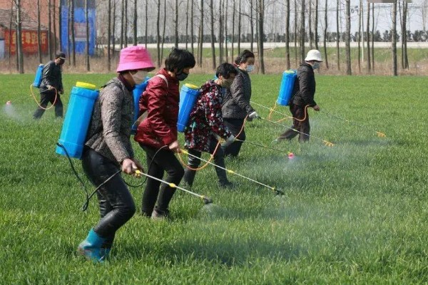麦田冬前除草方法，防治阔叶杂草可喷施百阔净等药物