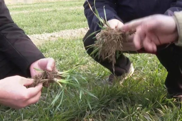 麦田冬前除草方法，防治阔叶杂草可喷施百阔净等药物