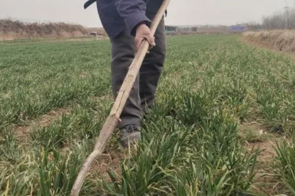 麦田冬前除草方法，防治阔叶杂草可喷施百阔净等药物