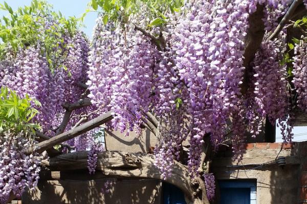 费县紫藤山庄在几月开花,在4月中旬到5月上旬开花