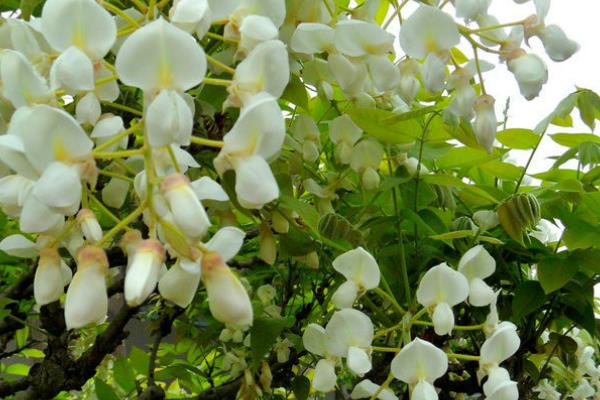 费县紫藤山庄在几月开花,在4月中旬到5月上旬开花