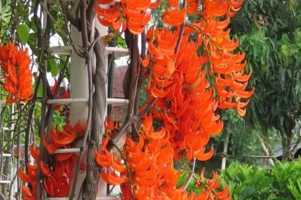 费县紫藤山庄在几月开花,在4月中旬到5月上旬开花