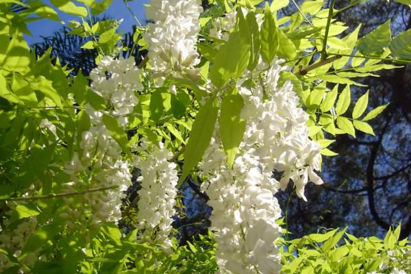 费县紫藤山庄在几月开花,在4月中旬到5月上旬开花