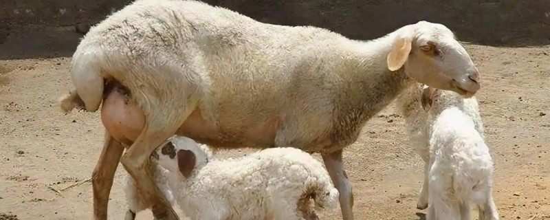 母羊产羔前的征兆，会出现精神不安、举止不安等行为