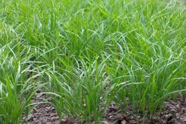 韭菜几月份种植，可分为春播、夏播、秋播