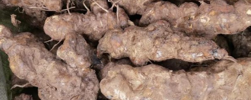 土茯苓的种植技术，主要采用种子繁殖