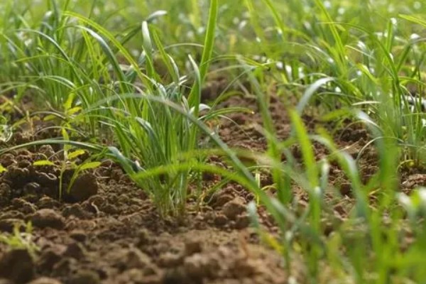 韭菜几月份种植，可分为春播、夏播、秋播