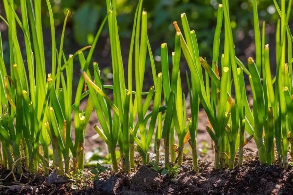 韭菜几月份种植，可分为春播、夏播、秋播