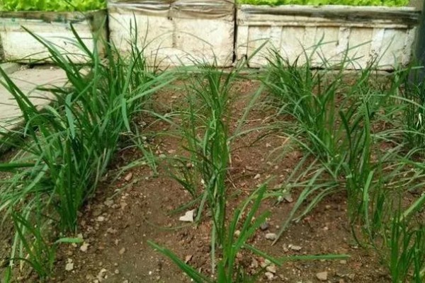 韭菜几月份种植，可分为春播、夏播、秋播