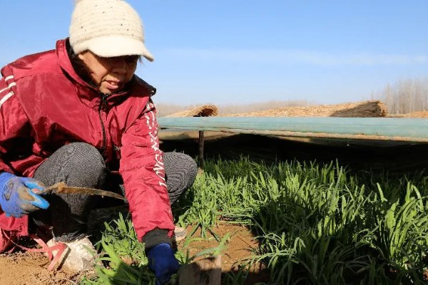 韭菜几月份种植，可分为春播、夏播、秋播