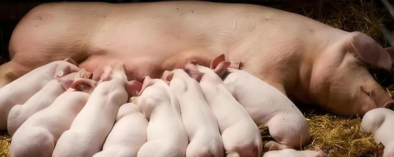 母猪一般产几个猪仔，数量一般在8-12头