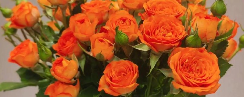 橙色芭比有什么花语，代表我爱你、温暖温馨等含义