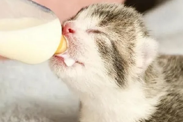 猫涨奶怎么解决，需要人工挤奶