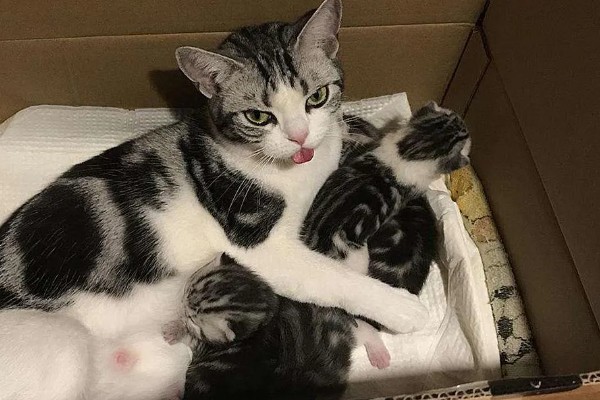猫涨奶怎么解决，需要人工挤奶