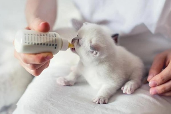 猫涨奶怎么解决，需要人工挤奶