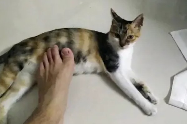 猫涨奶怎么解决，需要人工挤奶