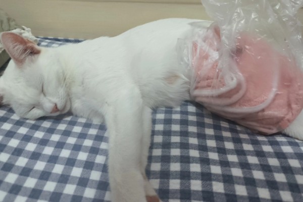 猫涨奶怎么解决，需要人工挤奶