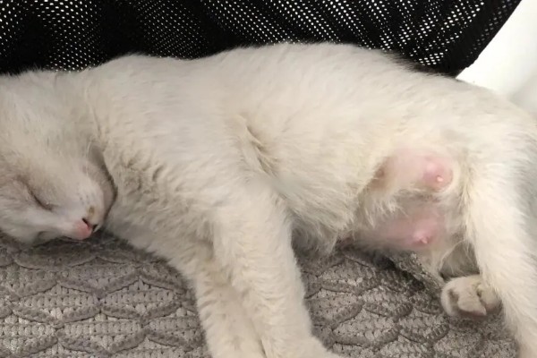 猫涨奶怎么解决，需要人工挤奶