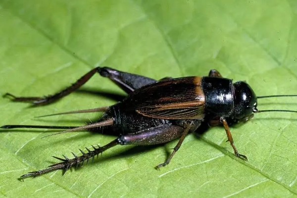 蛐蛐吃什么食物，可以喂点鱼、泥鳅、虾等
