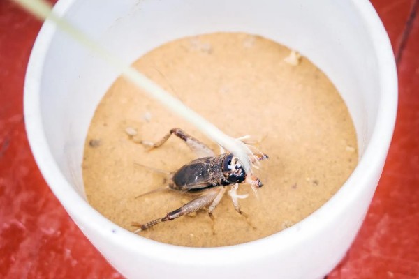 蛐蛐吃什么食物，可以喂点鱼、泥鳅、虾等