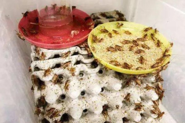 蛐蛐吃什么食物，可以喂点鱼、泥鳅、虾等