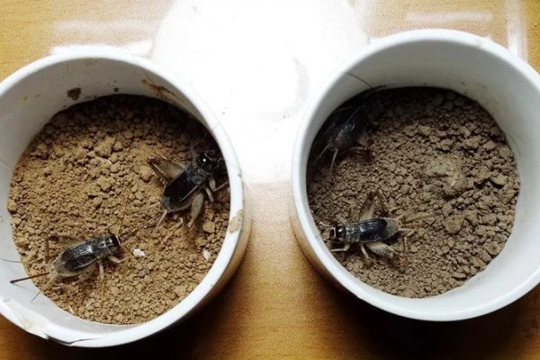 蛐蛐吃什么食物，可以喂点鱼、泥鳅、虾等