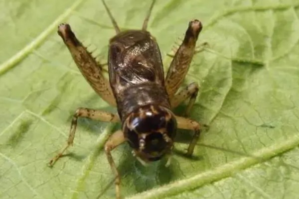 蛐蛐吃什么食物，可以喂点鱼、泥鳅、虾等