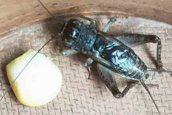 蛐蛐吃什么食物，可以喂点鱼、泥鳅、虾等