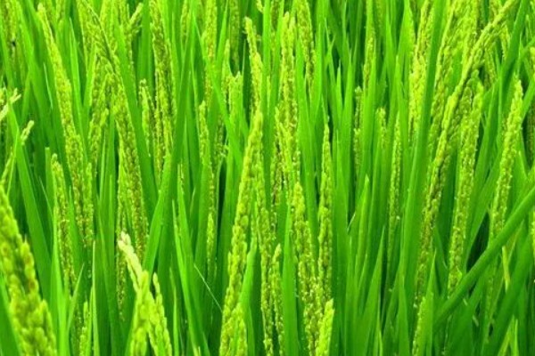 水稻生长发育的时期，分为营养生长阶段和生殖生长阶段