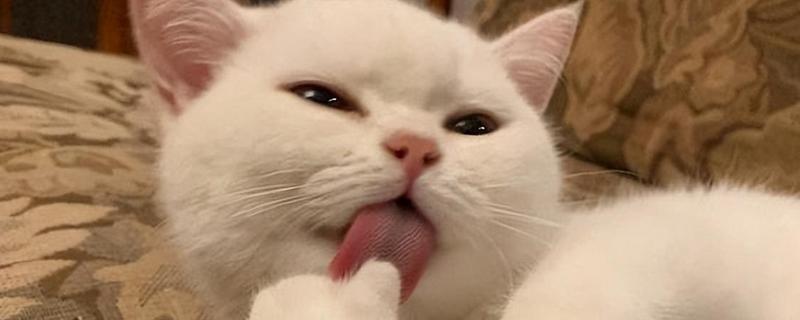 猫咪舌头上有刺的原因，由基因遗传和进化所决定