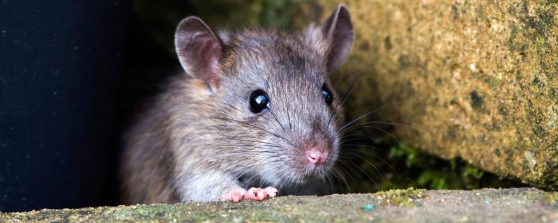 褐家鼠有什么特点，其活动力和繁殖能力都非常强
