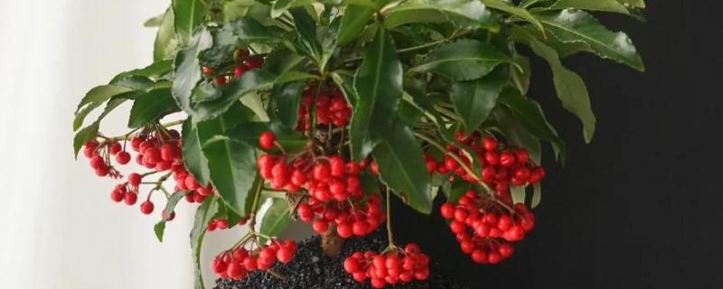 富贵籽可以活多久，可以活3-5年