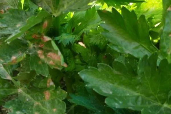 芹菜叶上有斑点怎么处理,需赶紧寻找农药进行防治