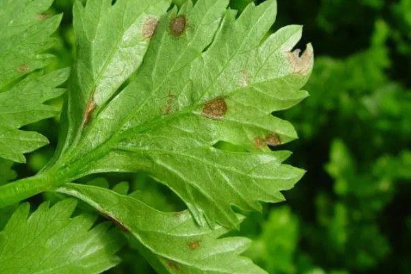 芹菜叶上有斑点怎么处理,需赶紧寻找农药进行防治