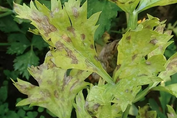 芹菜叶上有斑点怎么处理,需赶紧寻找农药进行防治