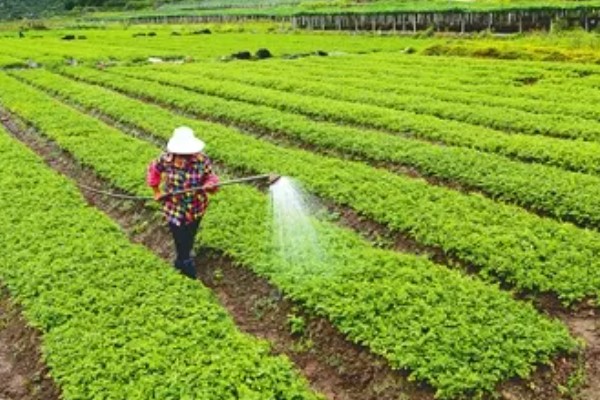 芹菜叶上有斑点怎么处理,需赶紧寻找农药进行防治