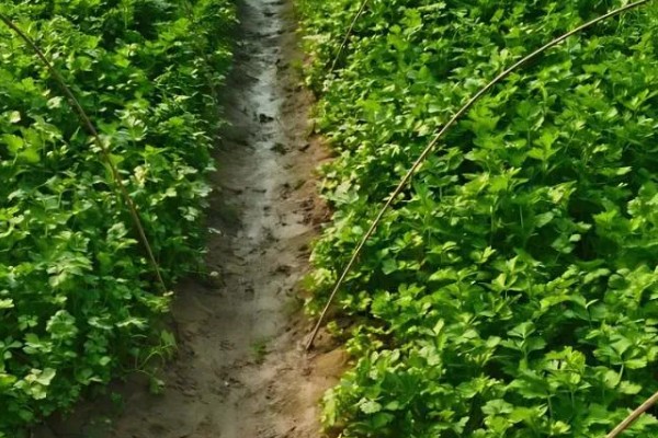 芹菜叶上有斑点怎么处理,需赶紧寻找农药进行防治