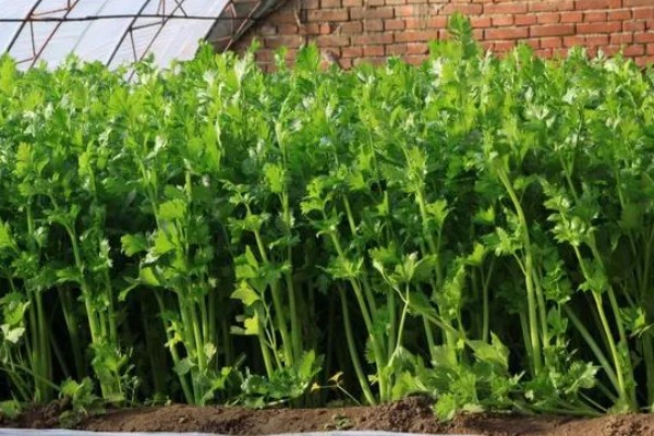 芹菜叶上有斑点怎么处理,需赶紧寻找农药进行防治