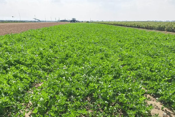 芹菜叶上有斑点怎么处理,需赶紧寻找农药进行防治