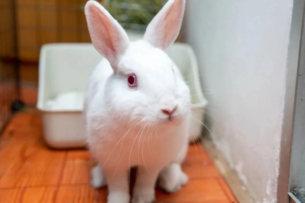 兔子简介，具有管状长耳