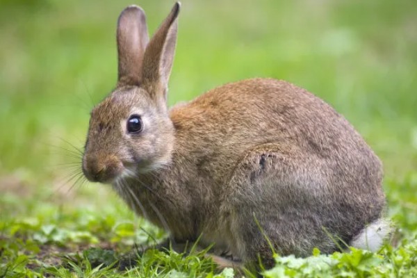 兔子简介，具有管状长耳