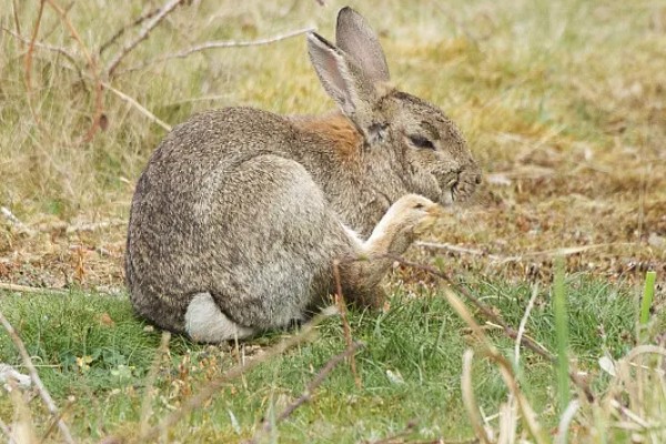 兔子简介，具有管状长耳
