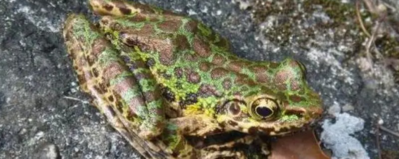 林蛙的外形特征，体长约为6.3cm